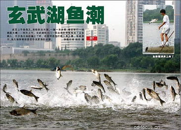 重庆秀山考古发现的双叉苗家鱼，揭示古代重庆人的渔业生活