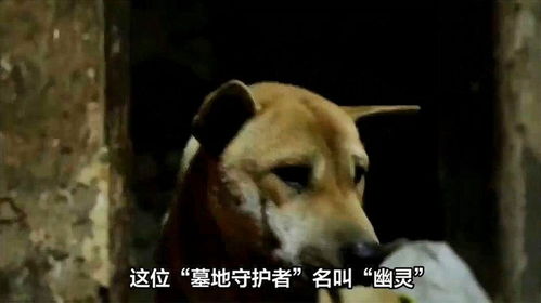狗狗差点被台风吹到贴地飞行