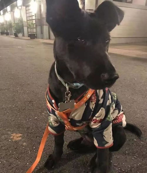 合肥地震即将来临，男子家狗狗狂奔逃生的震撼瞬间