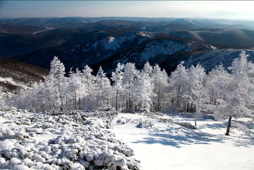 雪后的黑龙江大兴安岭