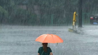 疾风暴雨后的一天——黑龙江省一座公路现密集飞虫
