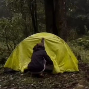 露营哀牢山的女博主道歉