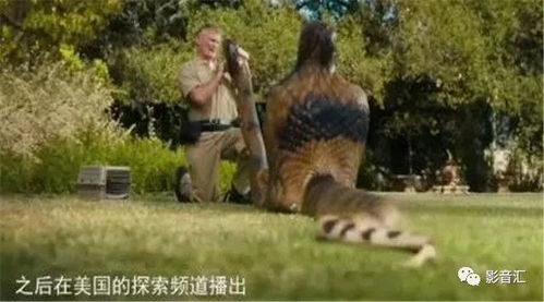 巴西男子被水蟒缠身绝望中咬蛇自救