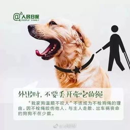马路困苦，女主人牵狗权路在何方？