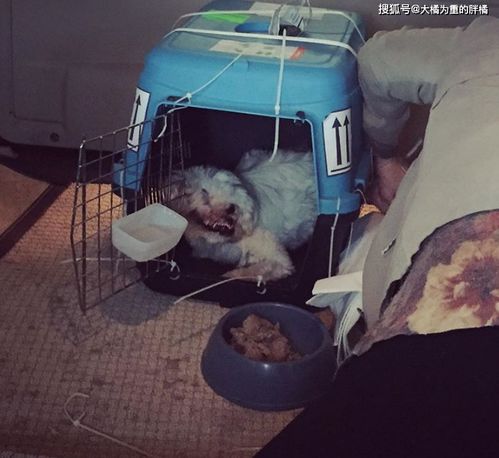 女生取快递时，仓鼠误入女主人的视线