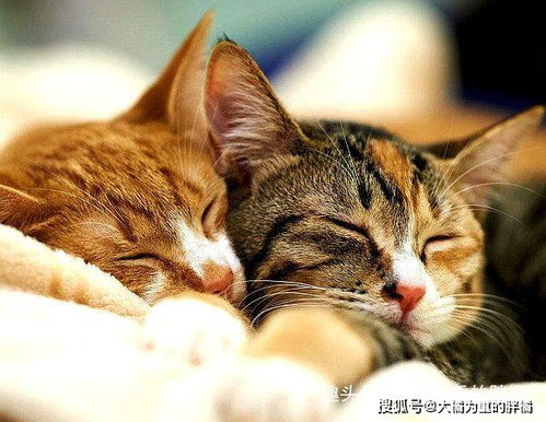 东北博主开始烧炕猫冬，冬季新玩法的演变
