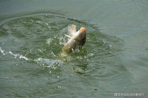 男子在出水口钓鱼，没想到有鱼上钩