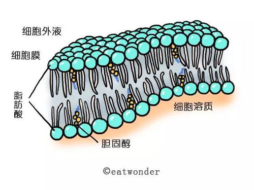 Manus的出现及其意义