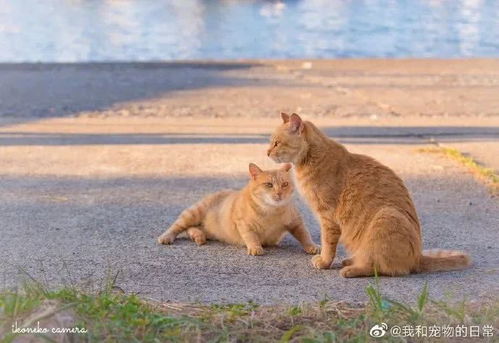 流浪猫的无私与温暖，即使饥饿也不忘蹭蹭喂食者的爱