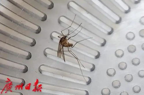 灭蚊神曲，真的可以震晕蚊子？