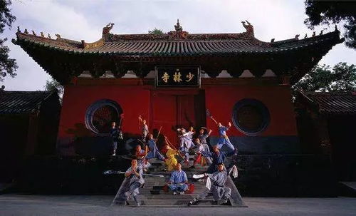 80岁河南大爷到法喜寺拍500岁玉兰