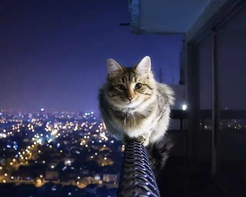 猫不慎碰掉钢管，砸伤送水工后警方已调解