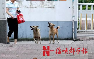 街道办回应，马帮旅拍当街爆踢羊驼，引发热议与关注