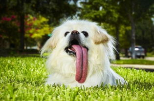 嗜血猎犬，汽车的惊人长度记录