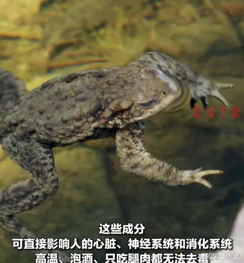 广东一男子因食用蟾蜍中毒身亡，一次惨痛的教训