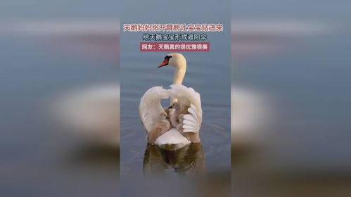 天鹅妈妈与钟吸秀的14年坚守