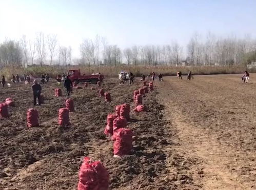 安徽网红树被农户砍掉，当地政府回应与争议