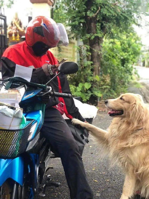 母子路边偶遇四只未牵绳的大狗，冷静应对