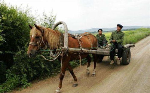 汽车与马匹，古代的交通工具与现代的挑战