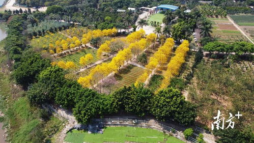 文旅融合，花开满园，踏春赏花，共享美景