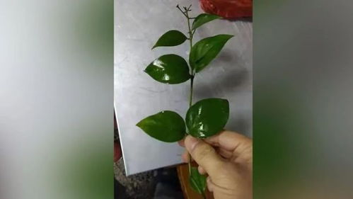 家庭悲剧，六口之家因误食断肠草而中毒