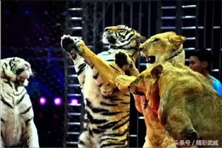 新闻热点男子被猴子抢食还挨了一巴掌—一则惊心动魄的野兽事件