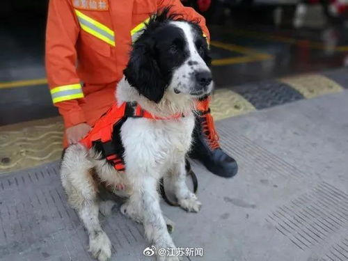 汶川地震，67只搜救犬离世，生命的意义与无尽的牺牲