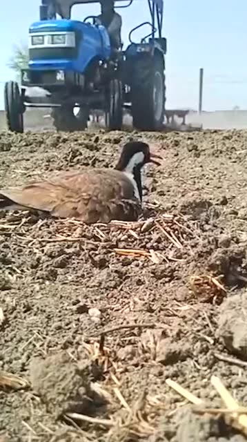 北京突发冰雹事件与鸟妈妈的英勇保护