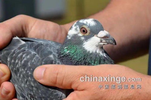 乌克兰代表团是故意放俄罗斯鸽子吗？