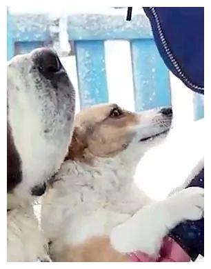 狗狗与小主人的亲密互动—一场特殊的追逐游戏