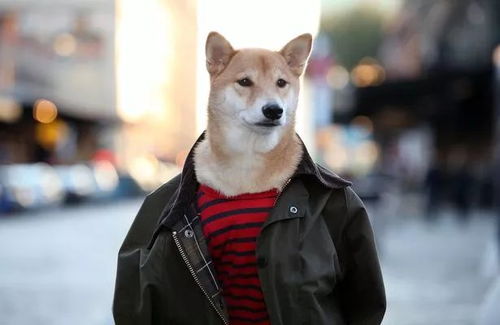土犬霸气走红，勇夺最强阿尔法狗称号
