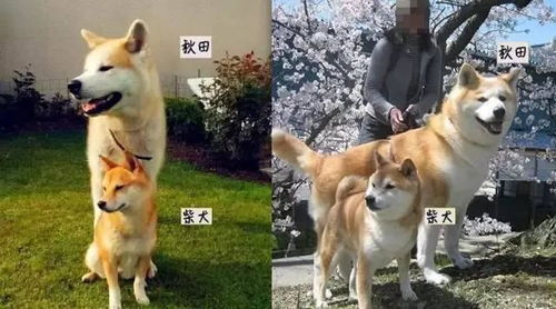 三分钟，让倔强的狗狗乖乖听话