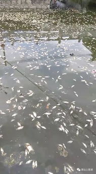 大量西瓜被扔进鱼塘喂鱼，当地政府的回应与后续处理