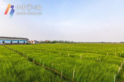 05后蔺草客从贵州到宁波割草，一场跨越千里的生态之旅